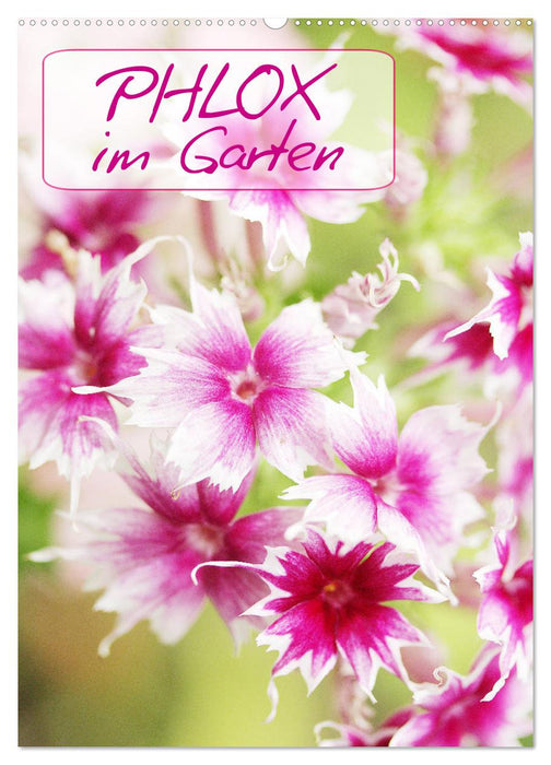 Phlox im Garten (CALVENDO Wandkalender 2025)