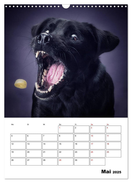 Fang das Leckerli (CALVENDO Wandkalender 2025)