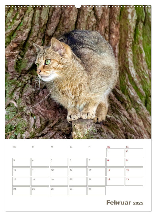 Europäische Wildkatzen - Jahresplaner (CALVENDO Premium Wandkalender 2025)