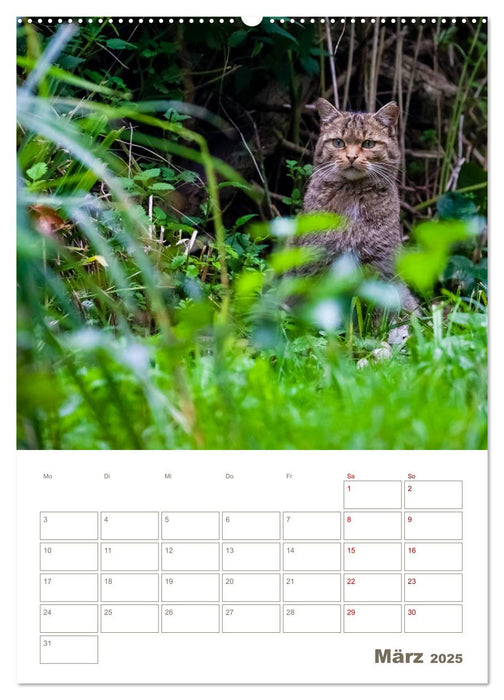 Europäische Wildkatzen - Jahresplaner (CALVENDO Premium Wandkalender 2025)