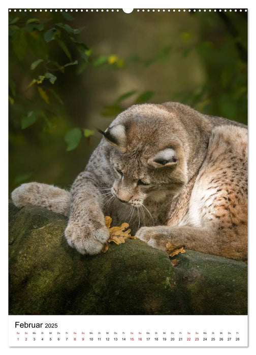 Der eurasische Luchs (CALVENDO Premium Wandkalender 2025)