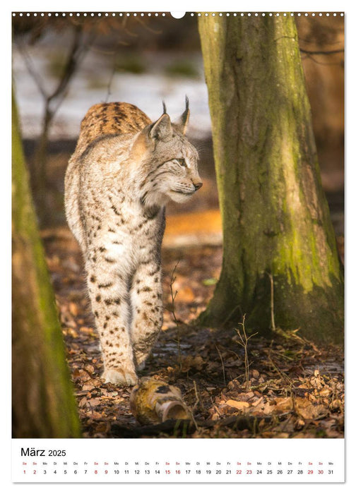 Der eurasische Luchs (CALVENDO Premium Wandkalender 2025)