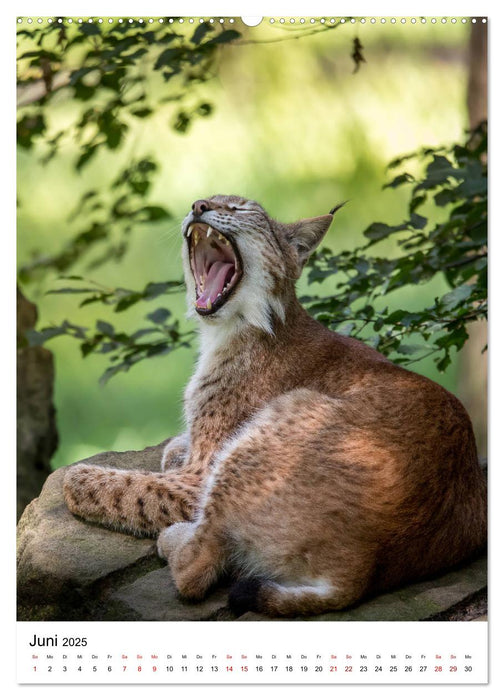 Der eurasische Luchs (CALVENDO Premium Wandkalender 2025)