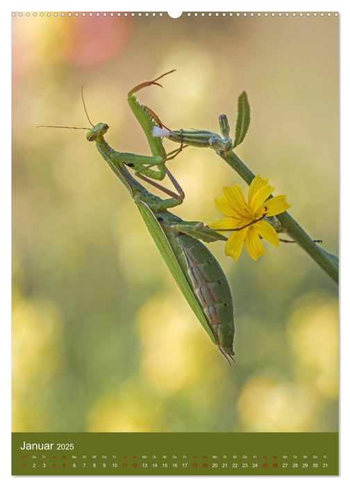 Die Gottesanbeterin. Räuber der Insektenwelt. (CALVENDO Premium Wandkalender 2025)