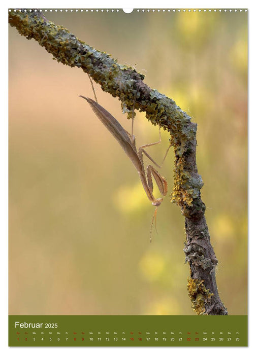 Die Gottesanbeterin. Räuber der Insektenwelt. (CALVENDO Premium Wandkalender 2025)