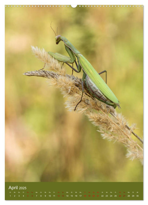 Die Gottesanbeterin. Räuber der Insektenwelt. (CALVENDO Premium Wandkalender 2025)