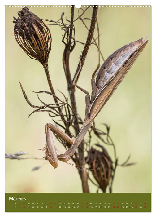 Die Gottesanbeterin. Räuber der Insektenwelt. (CALVENDO Premium Wandkalender 2025)