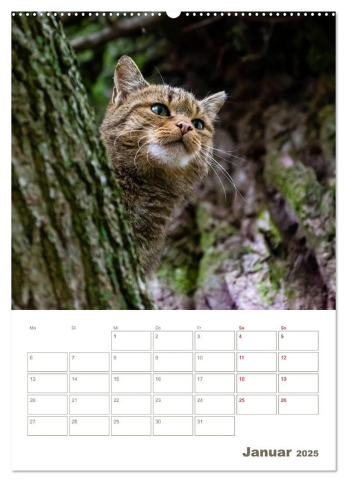 Europäische Wildkatzen - Jahresplaner (CALVENDO Wandkalender 2025)