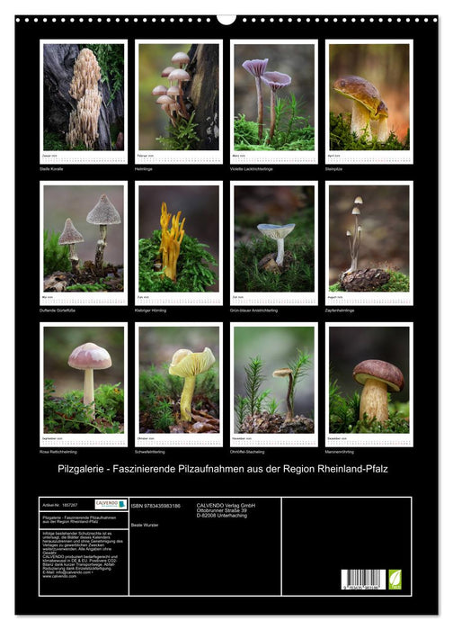 Pilzgalerie - Faszinierende Pilzaufnahmen aus der Region Rheinland-Pfalz (CALVENDO Wandkalender 2025)