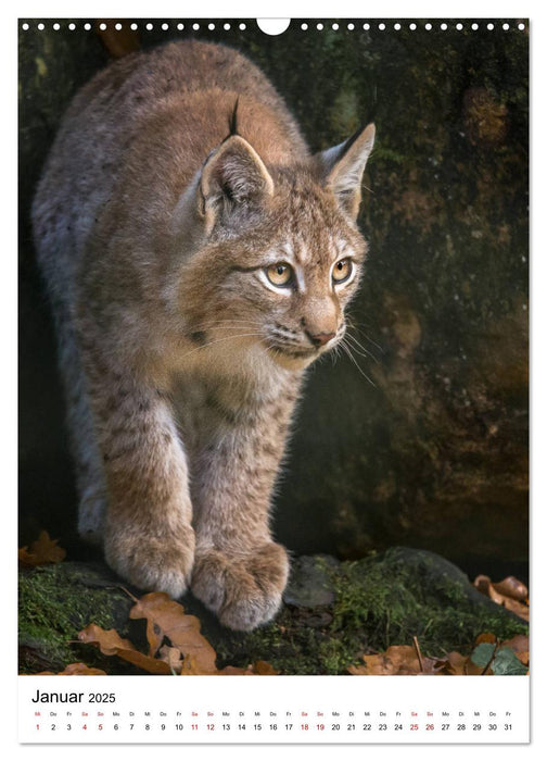 Der eurasische Luchs (CALVENDO Wandkalender 2025)