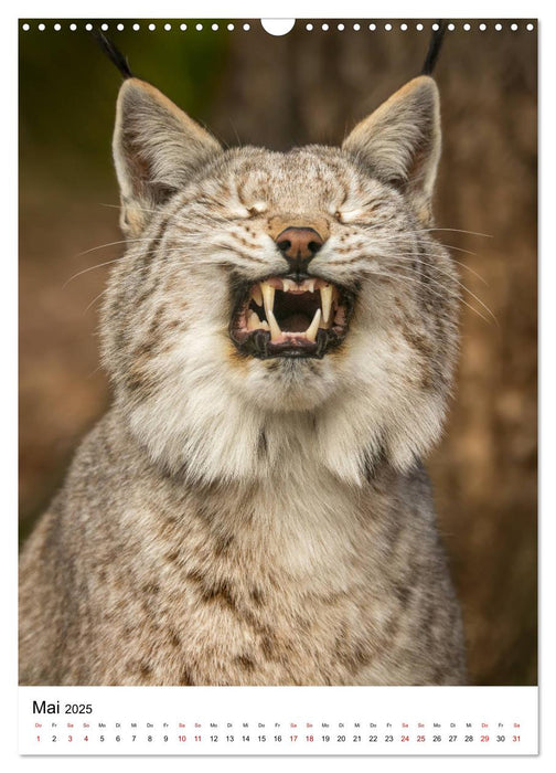 Der eurasische Luchs (CALVENDO Wandkalender 2025)