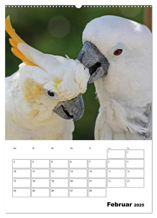 Papageien - Graupapagei, Rosella und Co. (CALVENDO Premium Wandkalender 2025)