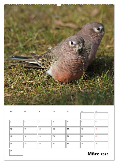 Papageien - Graupapagei, Rosella und Co. (CALVENDO Premium Wandkalender 2025)