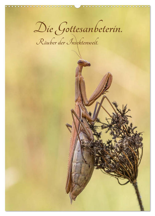 Die Gottesanbeterin. Räuber der Insektenwelt. (CALVENDO Wandkalender 2025)