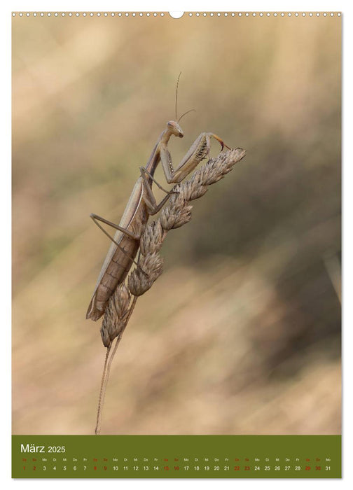 Die Gottesanbeterin. Räuber der Insektenwelt. (CALVENDO Wandkalender 2025)