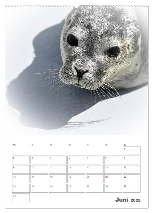 Texel - Momente die verzaubern (CALVENDO Wandkalender 2025)