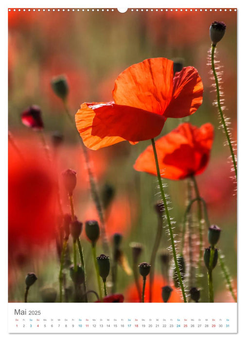 Provence im Licht (CALVENDO Premium Wandkalender 2025)