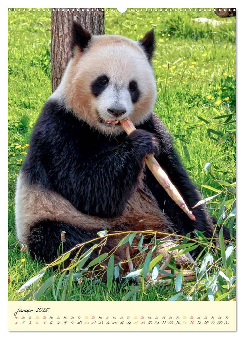 Riesenpanda (CALVENDO Premium Wandkalender 2025)