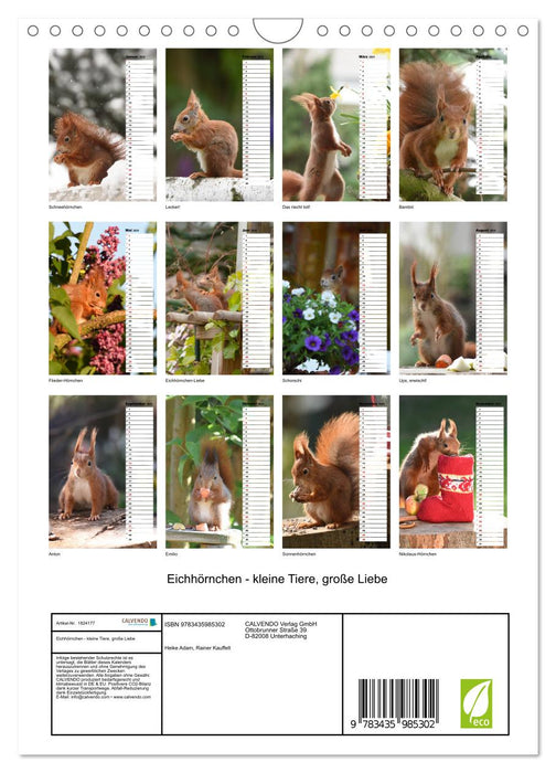 Eichhörnchen - kleine Tiere, große Liebe (CALVENDO Wandkalender 2025)