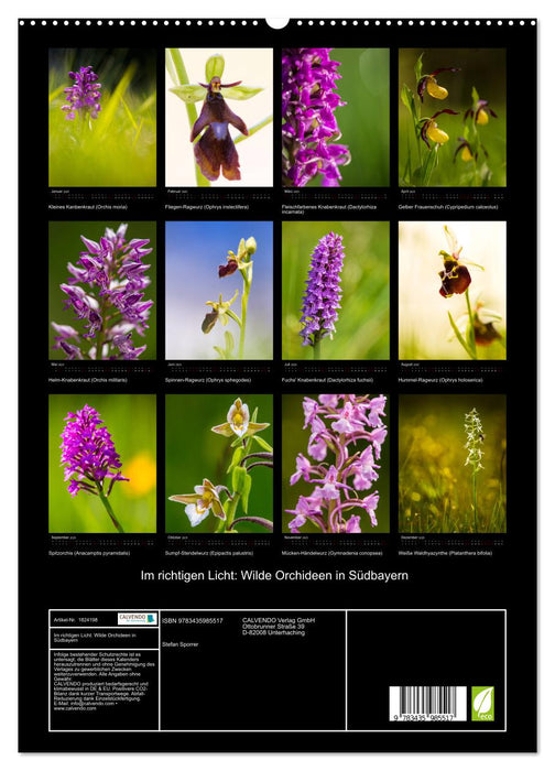 Im richtigen Licht: Wilde Orchideen in Südbayern (CALVENDO Premium Wandkalender 2025)