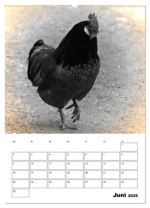 Bauernhoftiere ganz nah - Nostalgie Edition (CALVENDO Premium Wandkalender 2025)