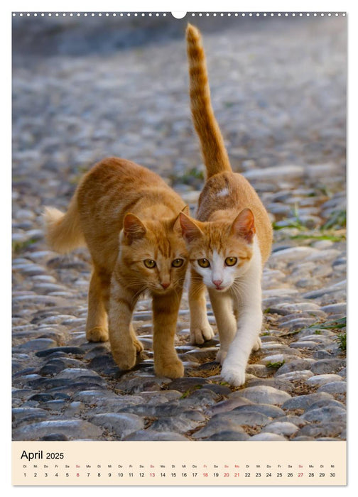 Katzen von Rhodos (CALVENDO Premium Wandkalender 2025)