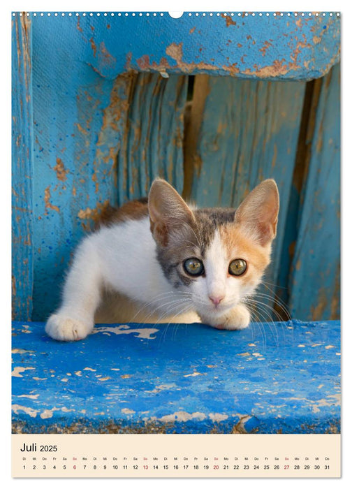 Katzen von Rhodos (CALVENDO Premium Wandkalender 2025)