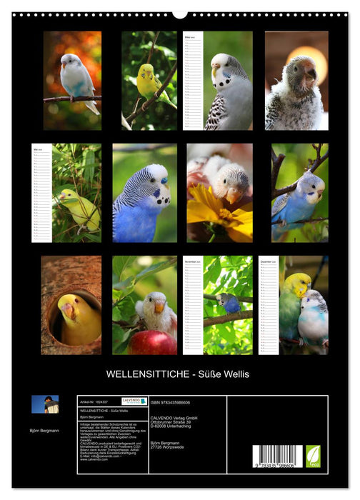 WELLENSITTICHE - Süße Wellis (CALVENDO Wandkalender 2025)