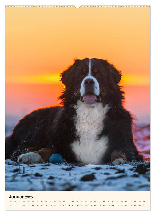 Die schönste Rasse der Welt - Berner Sennenhund (CALVENDO Premium Wandkalender 2025)