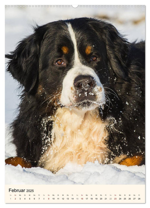 Die schönste Rasse der Welt - Berner Sennenhund (CALVENDO Premium Wandkalender 2025)