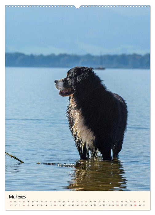 Die schönste Rasse der Welt - Berner Sennenhund (CALVENDO Premium Wandkalender 2025)