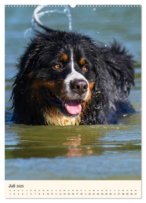 Die schönste Rasse der Welt - Berner Sennenhund (CALVENDO Premium Wandkalender 2025)