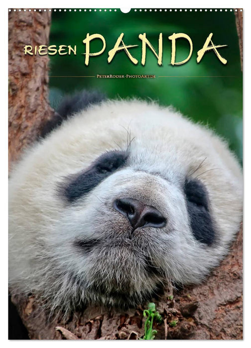 Riesenpanda (CALVENDO Wandkalender 2025)