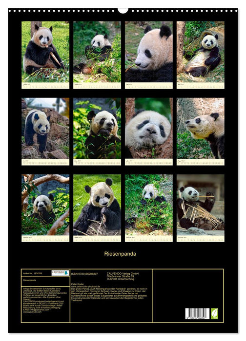 Riesenpanda (CALVENDO Wandkalender 2025)