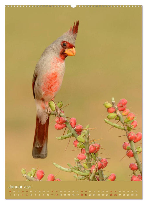 Singvögel USA (CALVENDO Wandkalender 2025)