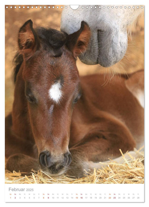 Caballos - Die schönen Pferde Spaniens (CALVENDO Wandkalender 2025)