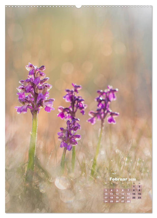 Orchideen in freier Wildbahn (CALVENDO Premium Wandkalender 2025)