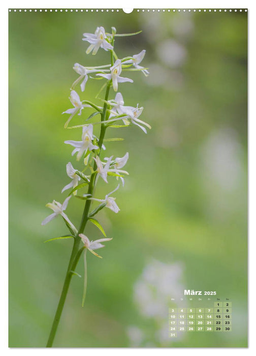 Orchideen in freier Wildbahn (CALVENDO Premium Wandkalender 2025)