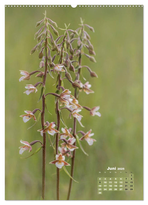 Orchideen in freier Wildbahn (CALVENDO Premium Wandkalender 2025)