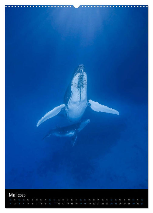 Im Reich der Wale (CALVENDO Premium Wandkalender 2025)