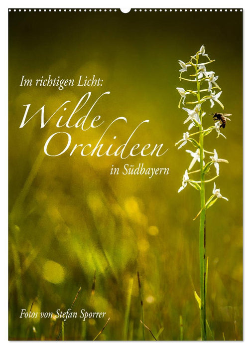 Im richtigen Licht: Wilde Orchideen in Südbayern (CALVENDO Wandkalender 2025)