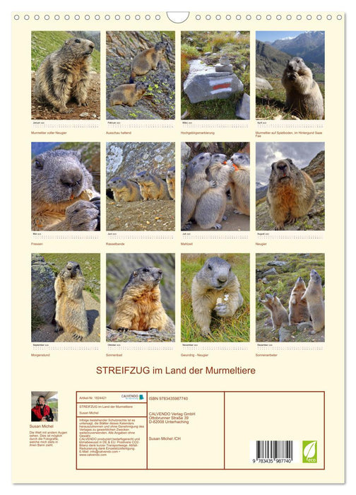 STREIFZUG im Land der Murmeltiere (CALVENDO Wandkalender 2025)