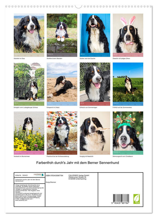 Farbenfroh durch's Jahr mit dem Berner Sennenhund (CALVENDO Premium Wandkalender 2025)