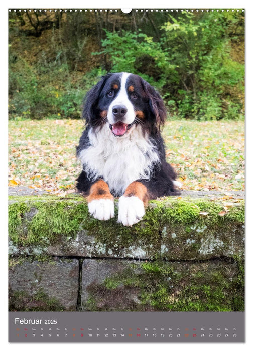 Farbenfroh durch's Jahr mit dem Berner Sennenhund (CALVENDO Premium Wandkalender 2025)