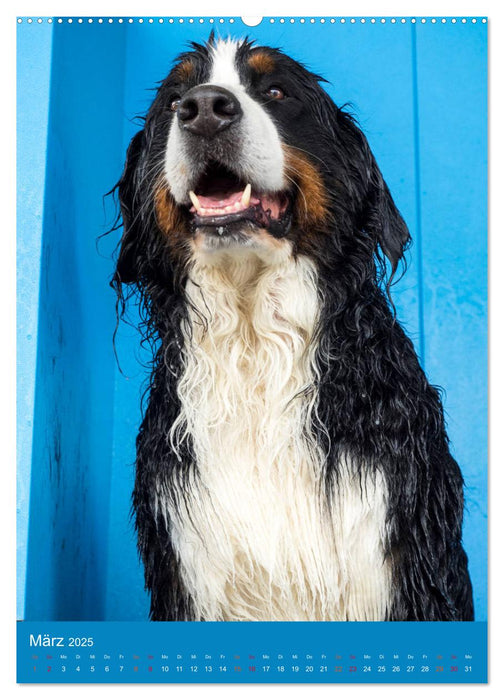 Farbenfroh durch's Jahr mit dem Berner Sennenhund (CALVENDO Premium Wandkalender 2025)