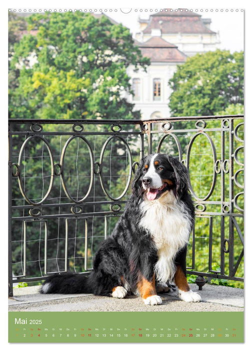 Farbenfroh durch's Jahr mit dem Berner Sennenhund (CALVENDO Premium Wandkalender 2025)