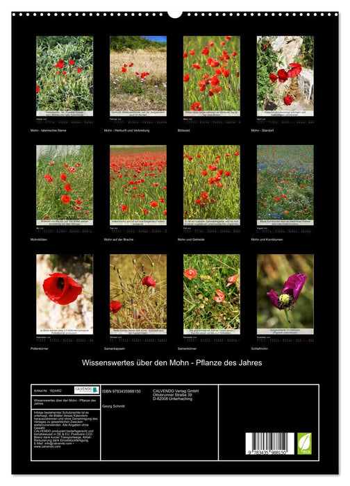 Wissenswertes über den Mohn - Pflanze des Jahres (CALVENDO Premium Wandkalender 2025)