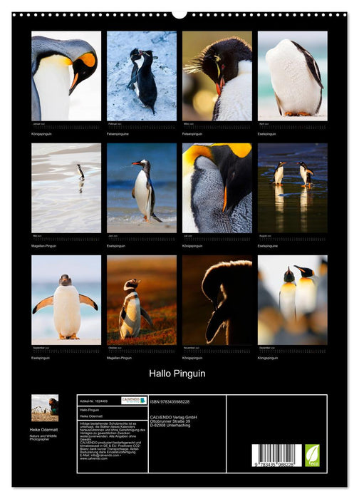 Hallo Pinguin (CALVENDO Premium Wandkalender 2025)