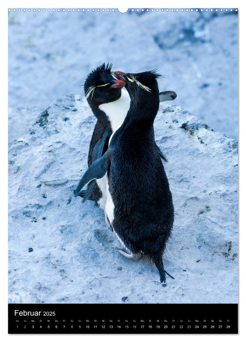 Hallo Pinguin (CALVENDO Premium Wandkalender 2025)