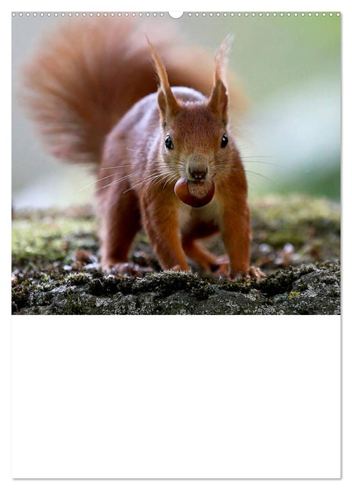 Eichhörnchen - Planer (CALVENDO Premium Wandkalender 2025)